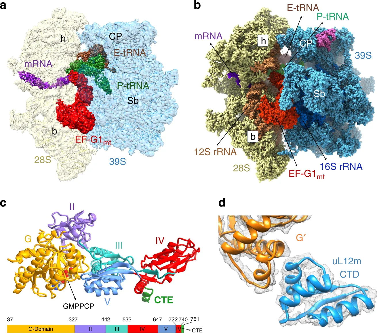 A human mitochondrial protein. Reduced expression causes Friedreich's ataxia.