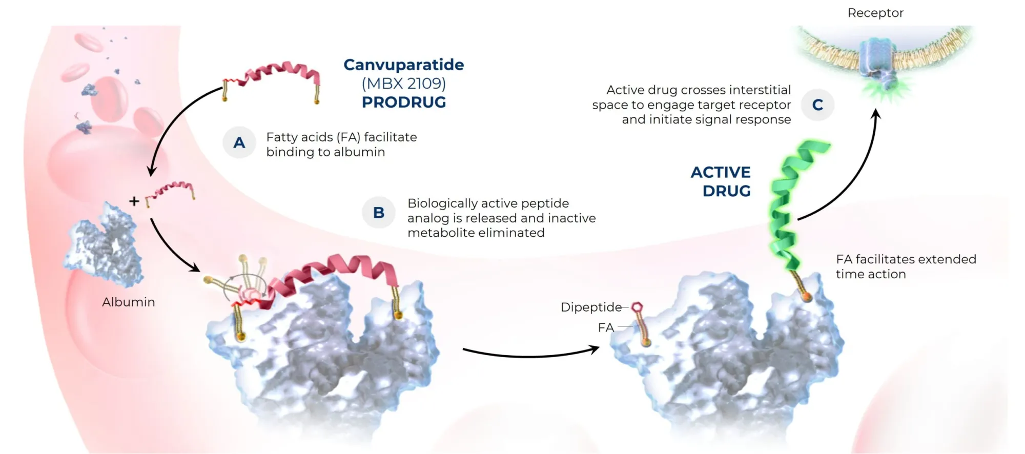 MBX Biosciences Pioneering Precision Endocrine Peptides (PEPs)