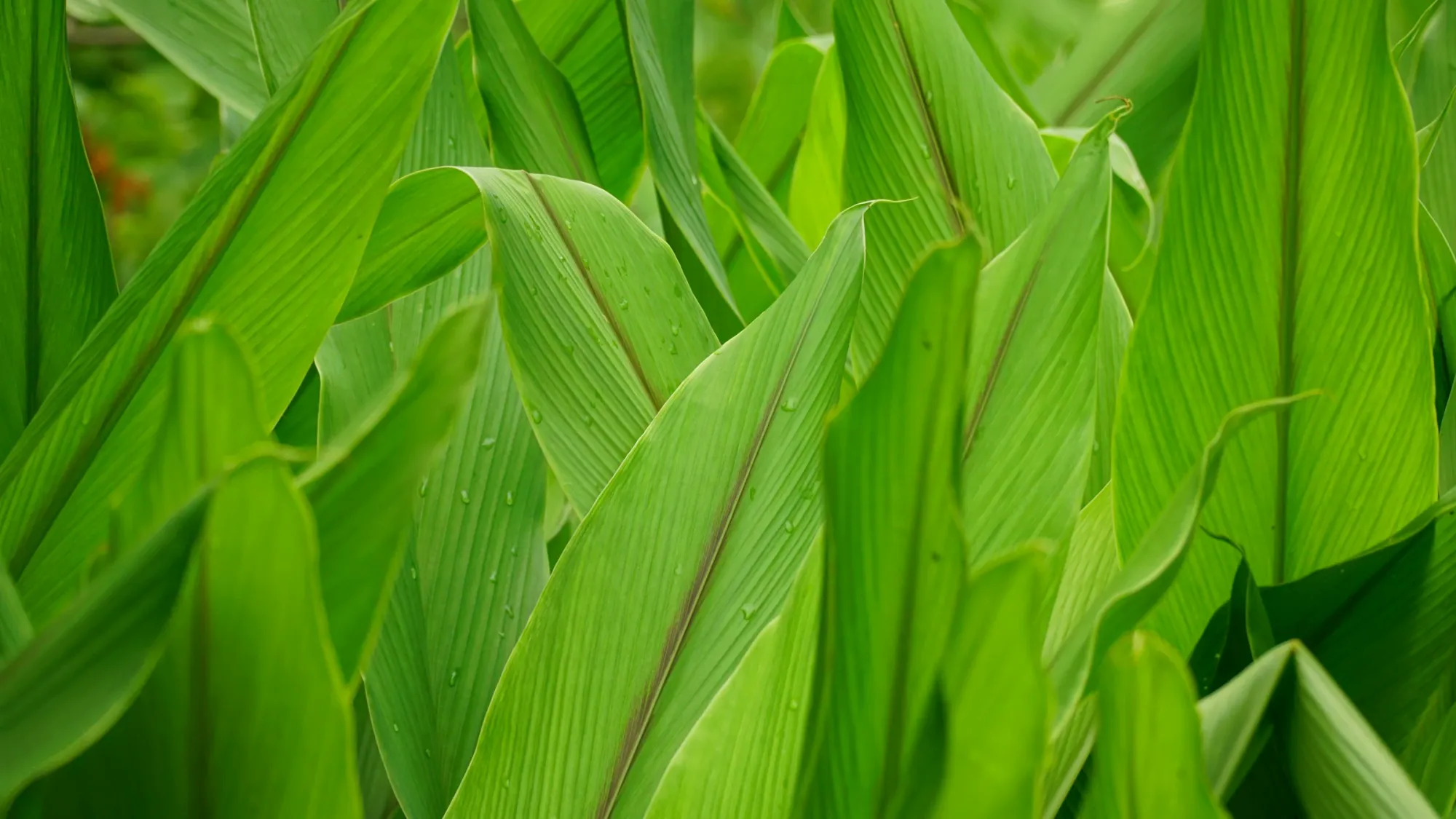 Biofuel