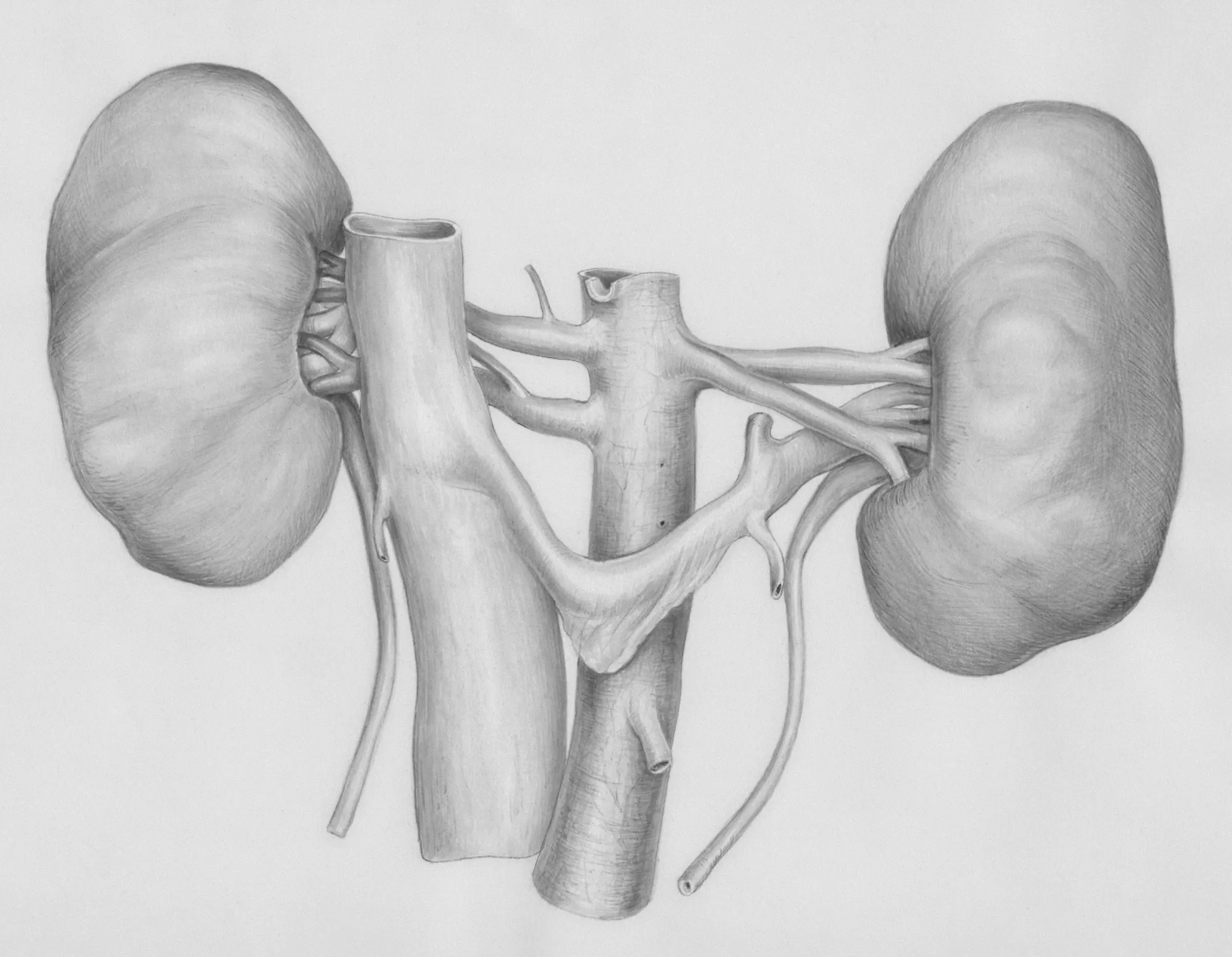 Kidneys
