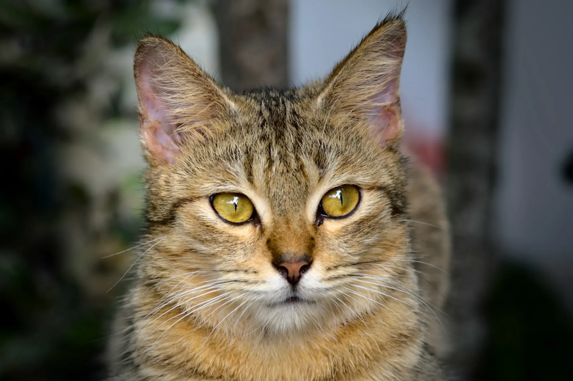 FDA Grants Historic EUA for Elanco's Credelio CAT, Preparing Veterinarians for New World Screwworm Threat