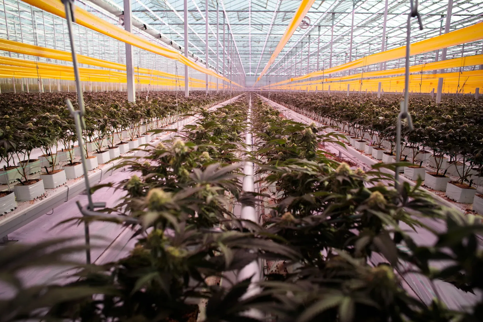 Tilray Brands Reports Narrower Q2 Loss Despite Mixed Sales Performance