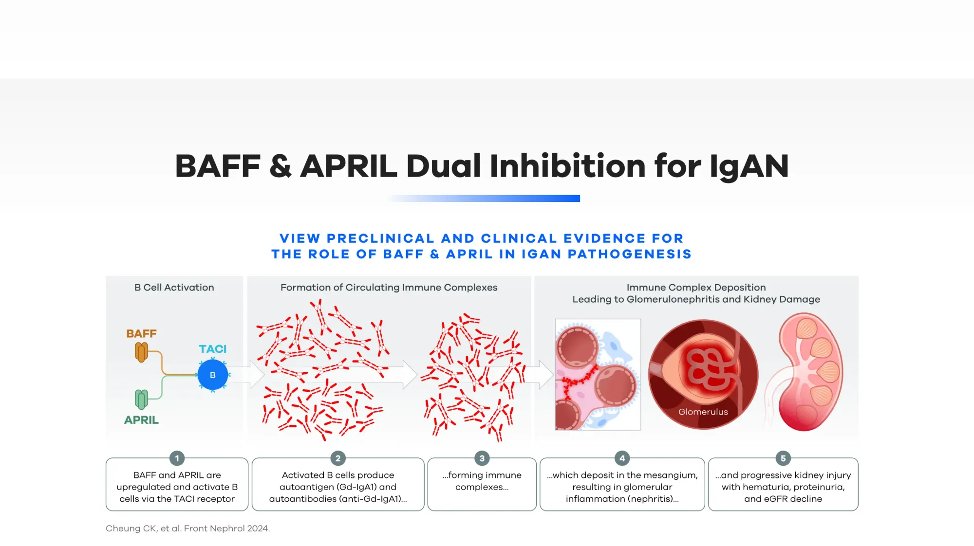 FDA Grants Priority Review for Atacicept IgAN Treatment