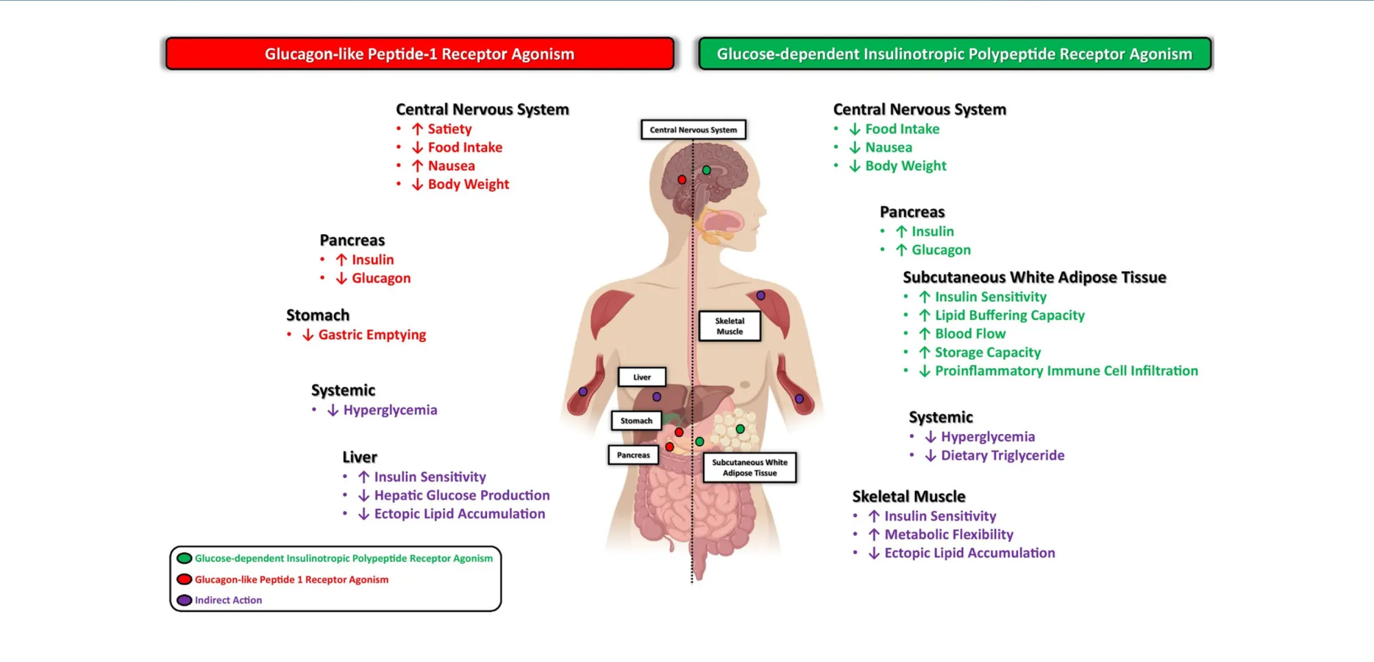 Viking Therapeutics Advances Oral Obesity Drug to Late-Stage Trials