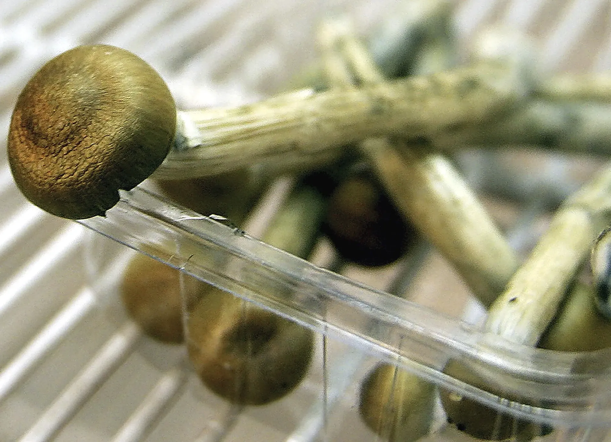 Compass Pathways Surges as BTIG Reaffirms Buy Rating and Trump’s Psychedelic Executive Order Sparks Sector Rally