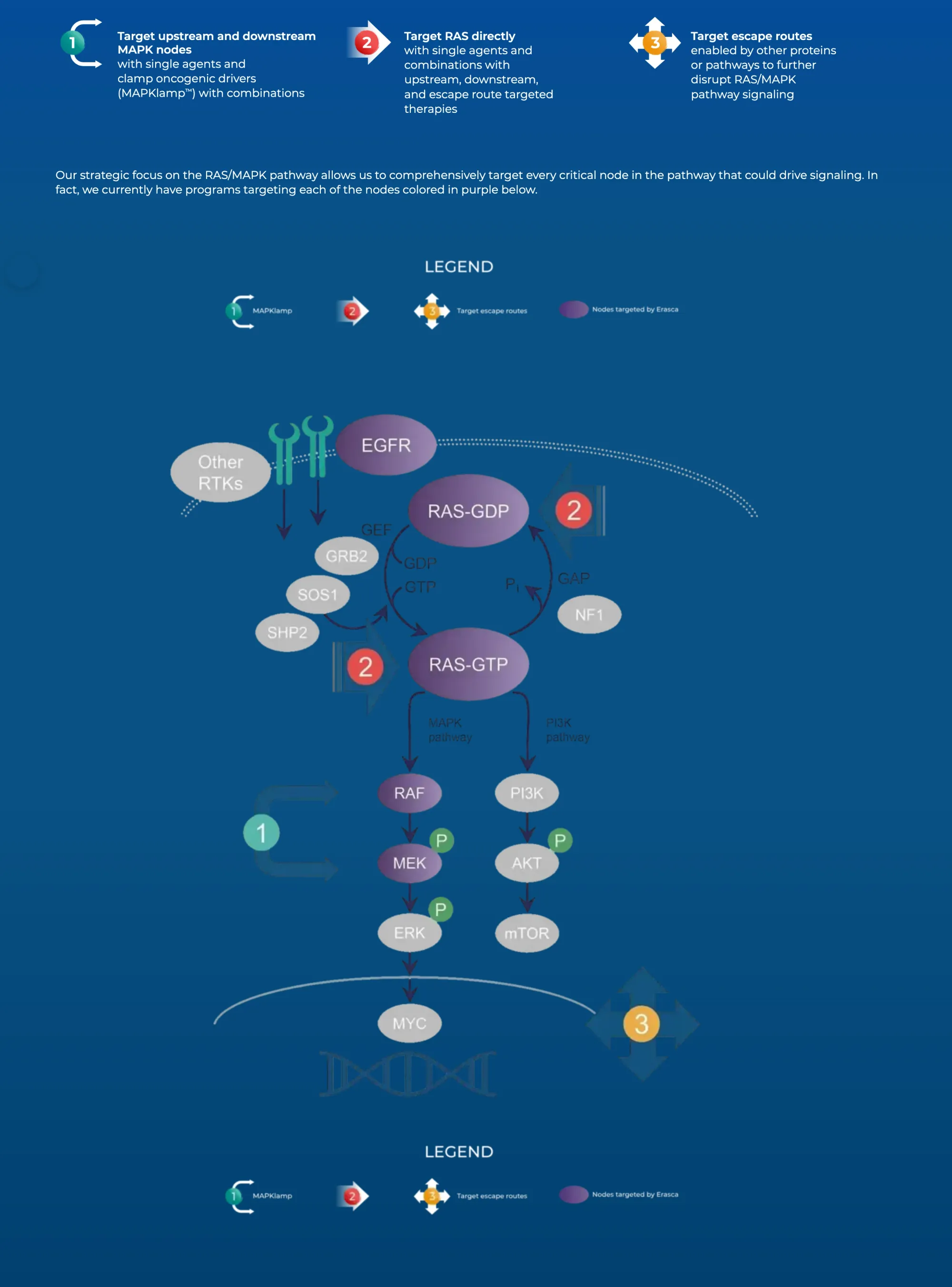 Erasca Stock Crashes on Patient Death — But Analysts Call the Selloff Overdone