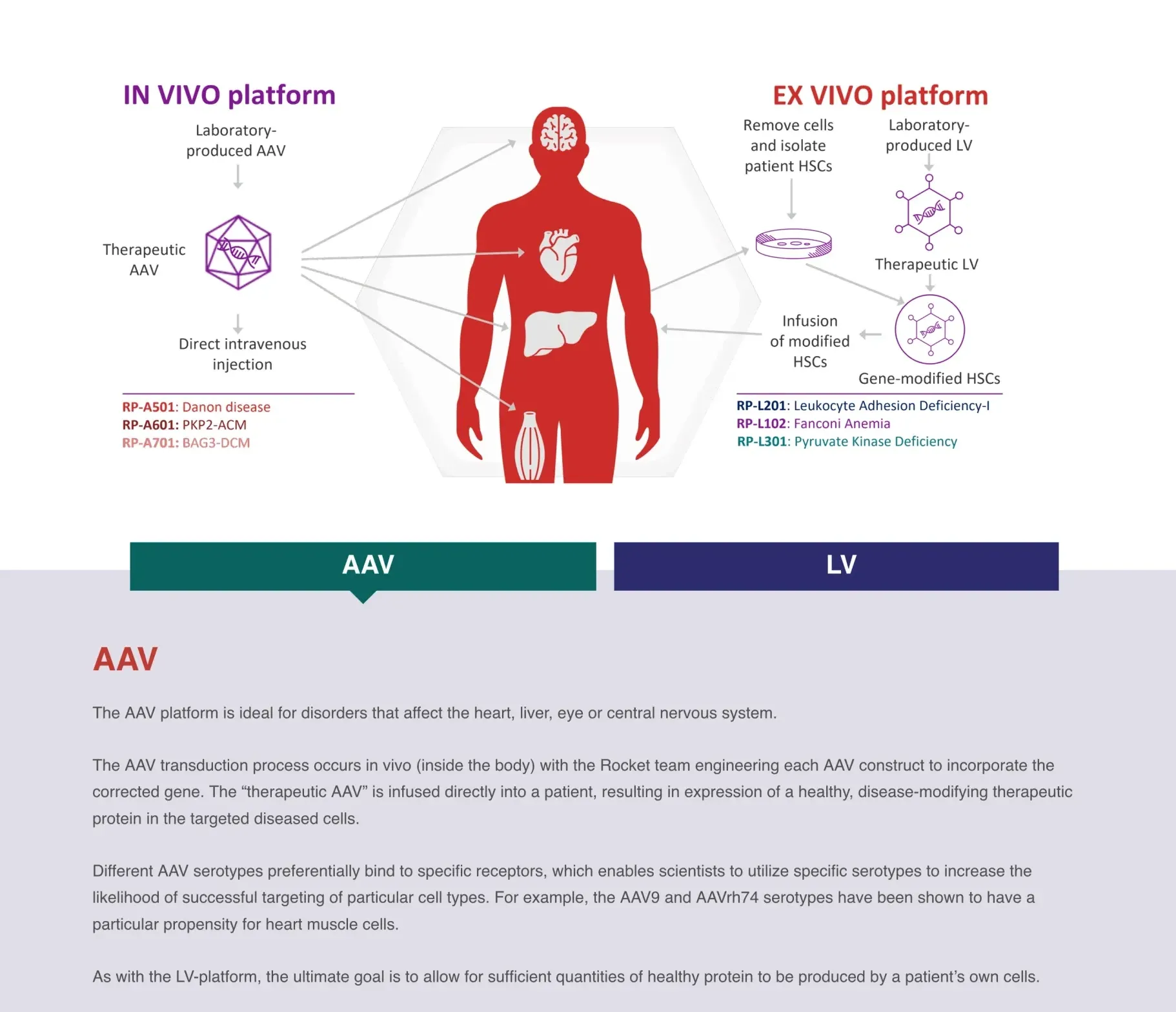 Rocket Scores $180 Million Cash Boost – Extends Runway to 2028 for Heart Gene Therapies