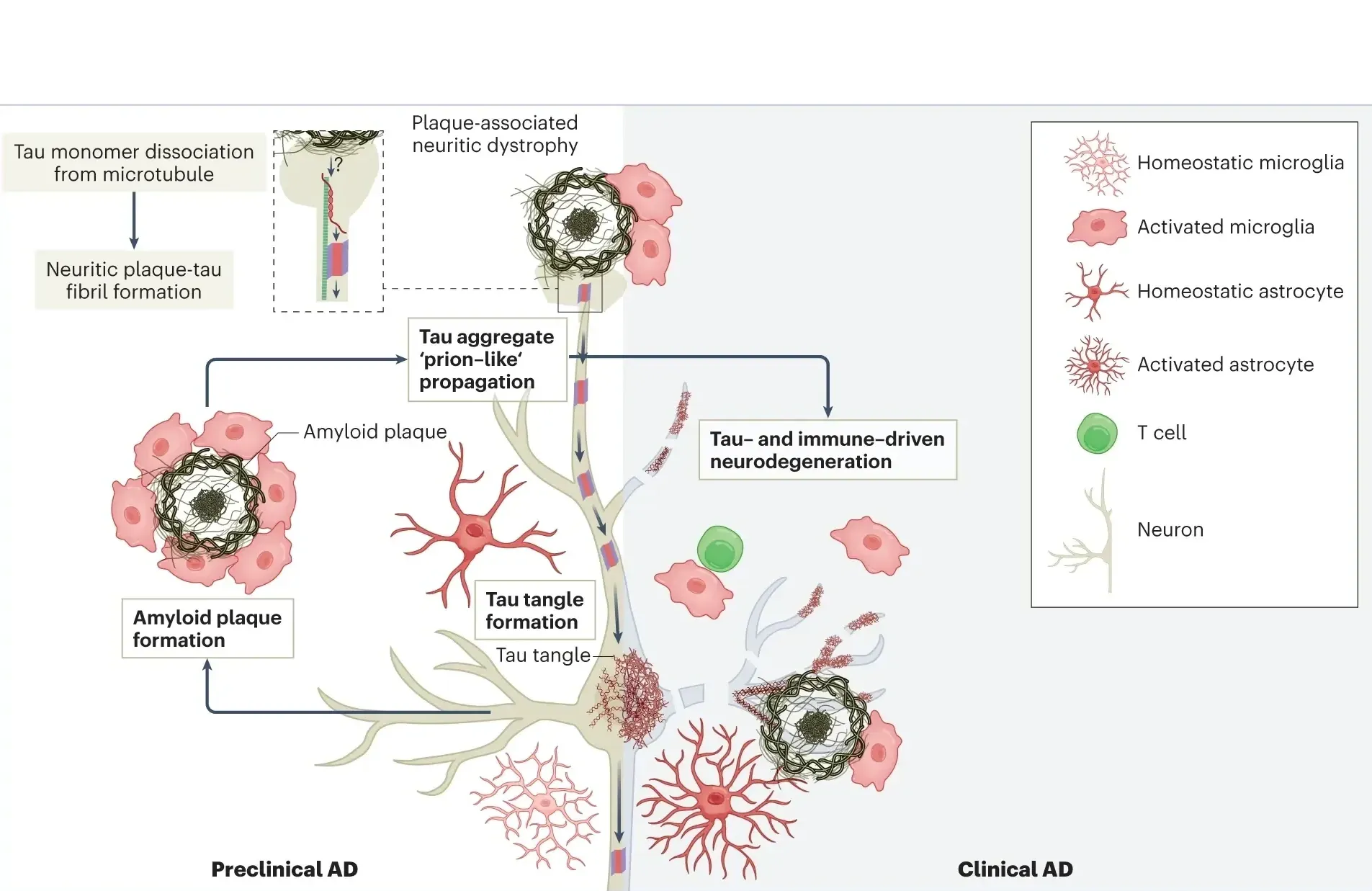 FDA Fast-Tracks INmune Bio’s XPro for Early Alzheimer’s Disease