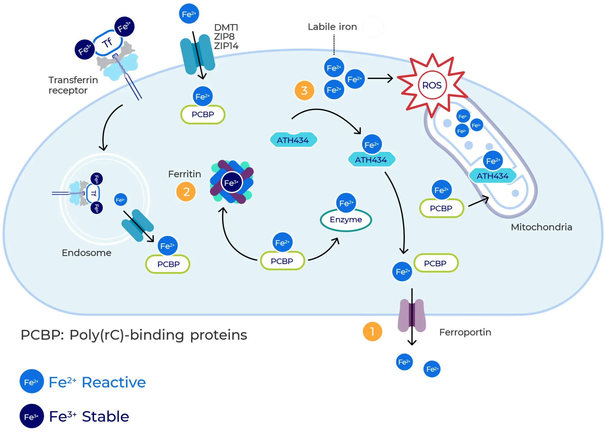 FDA Greenlights Alterity’s Phase 3 Plan for ATH434 in Multiple System Atrophy