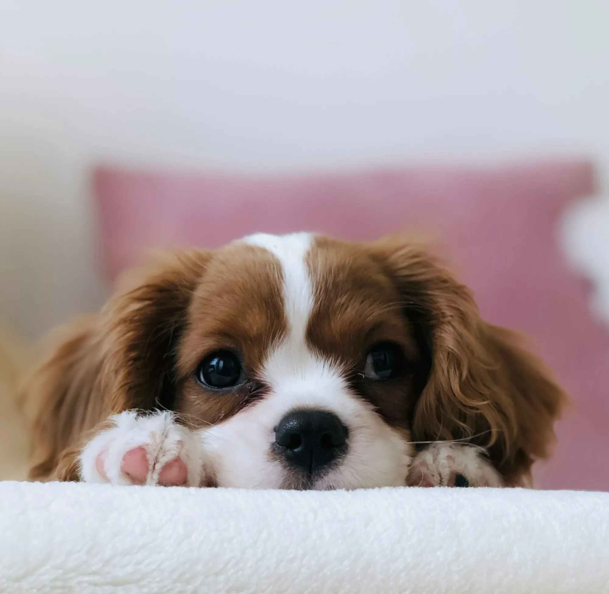 SilverCape Lowers Takeover Offer for PetMed to $3/Share Citing Business Decline