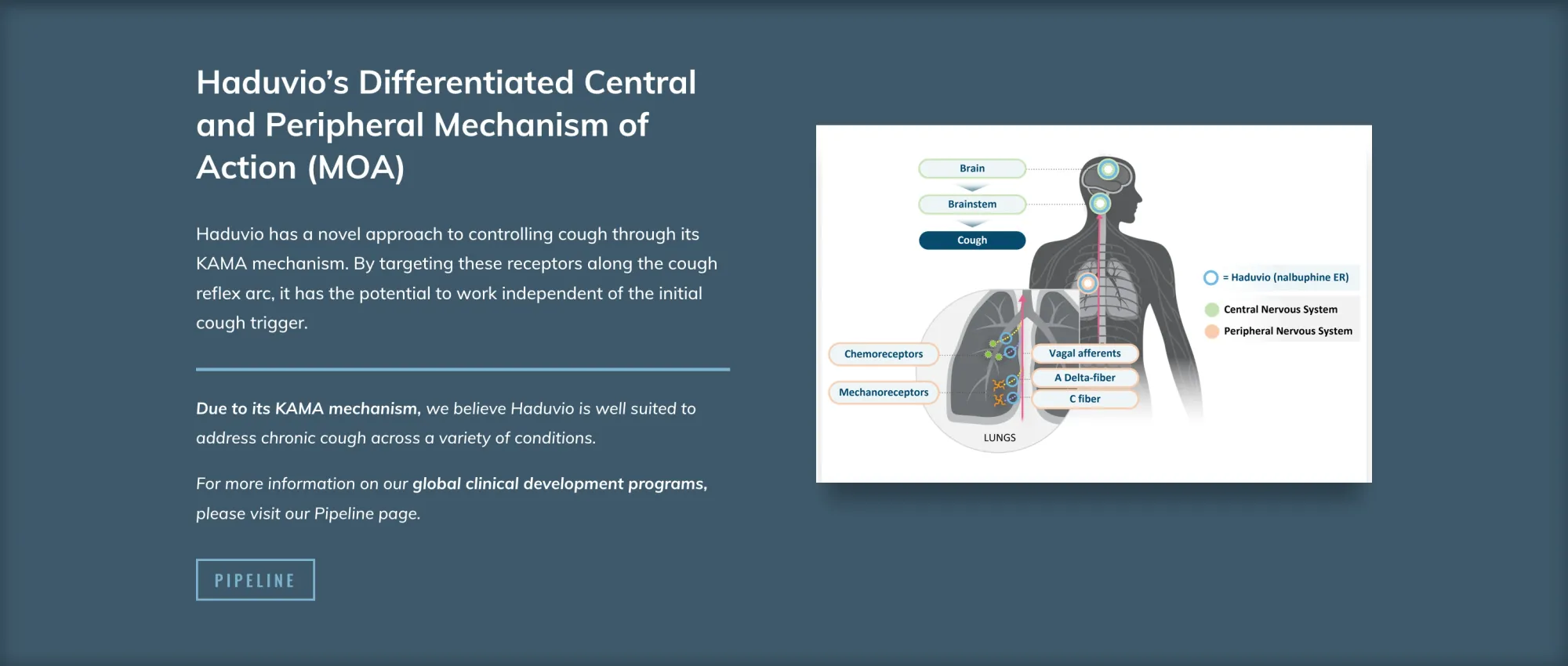 BMO Bullish on Trevi Therapeutics: Sees First-in-Class Potential for Haduvio in IPF Cough