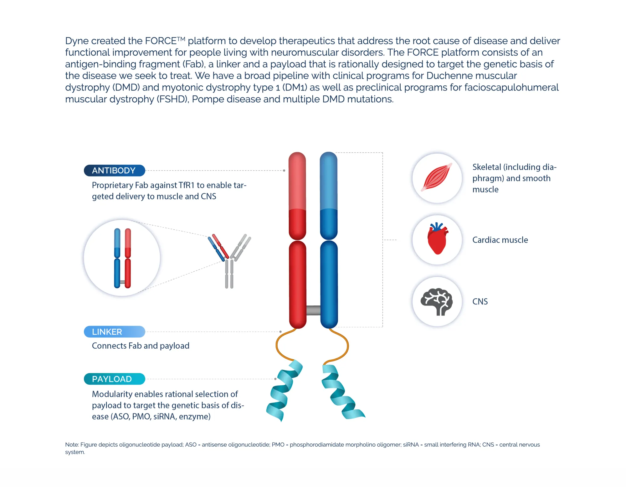 Dyne Therapeutics Prices Upsized $375 Million Public Offering to Fuel Muscle Disease Pipeline