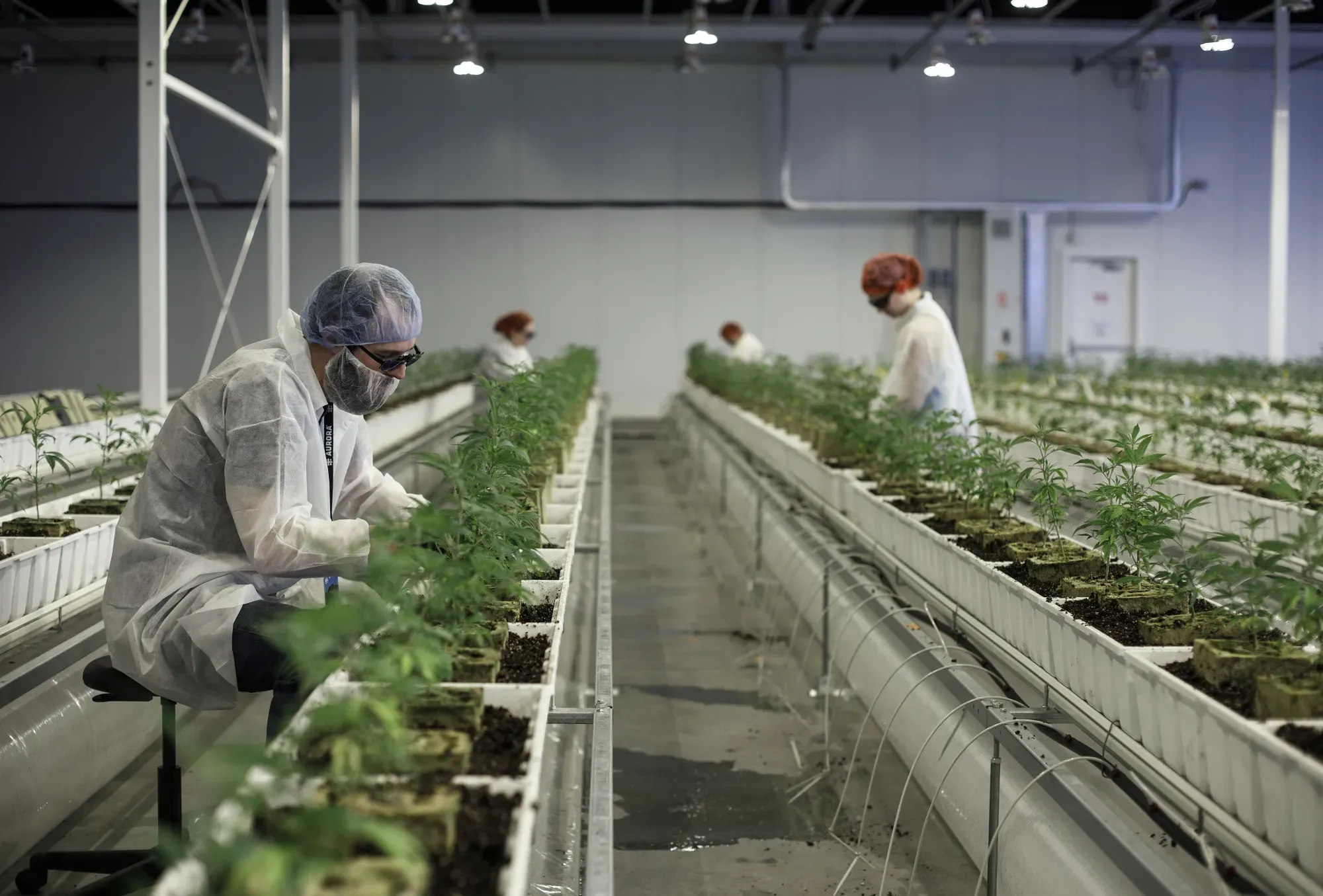 Curaleaf Plans Hostile Takeover Bid for Aurora Cannabis After Board Rejects Talks