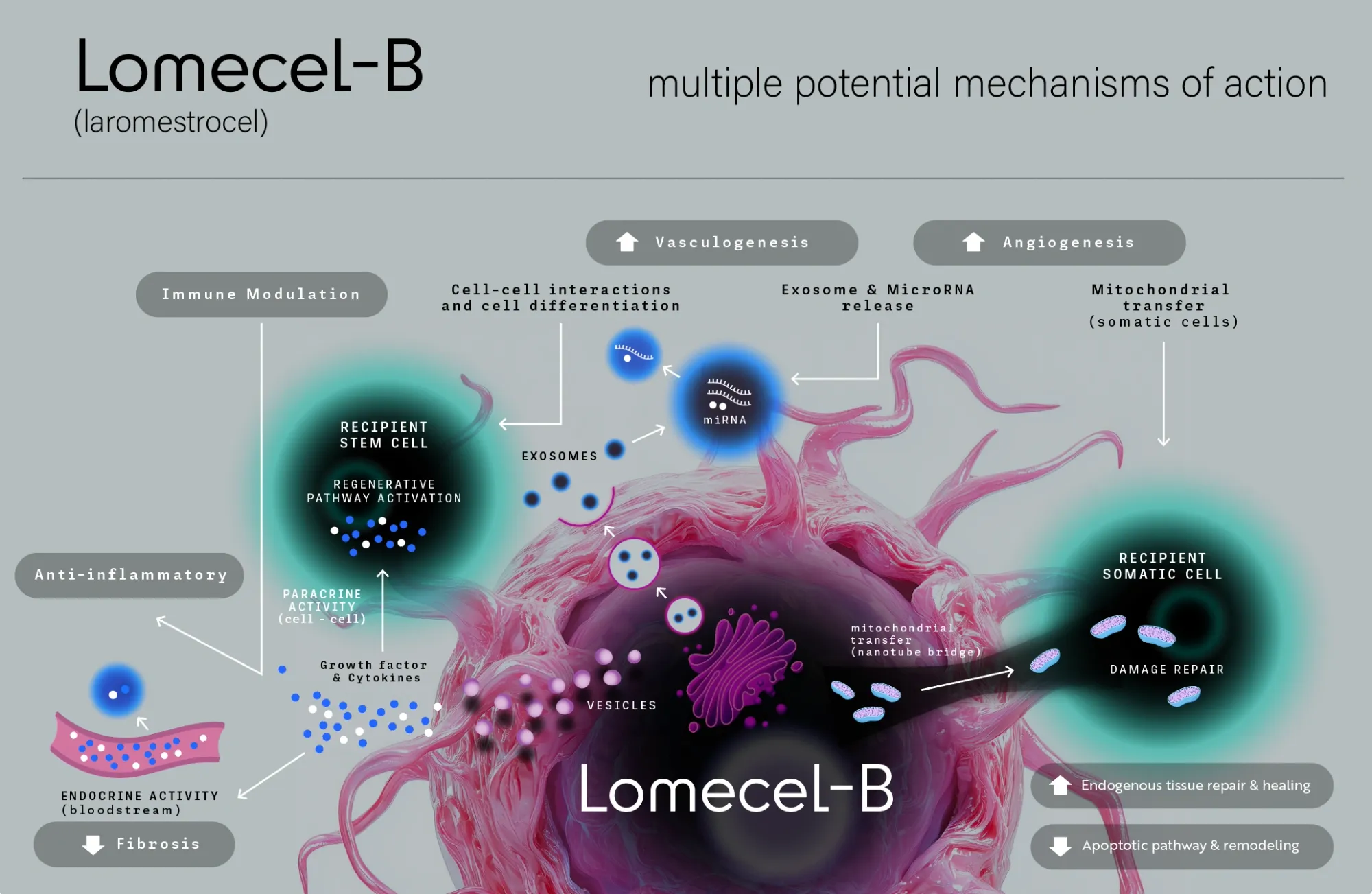 Longeveron to Explore All Options After Phase 2b Failure in Rare Pediatric Heart Condition