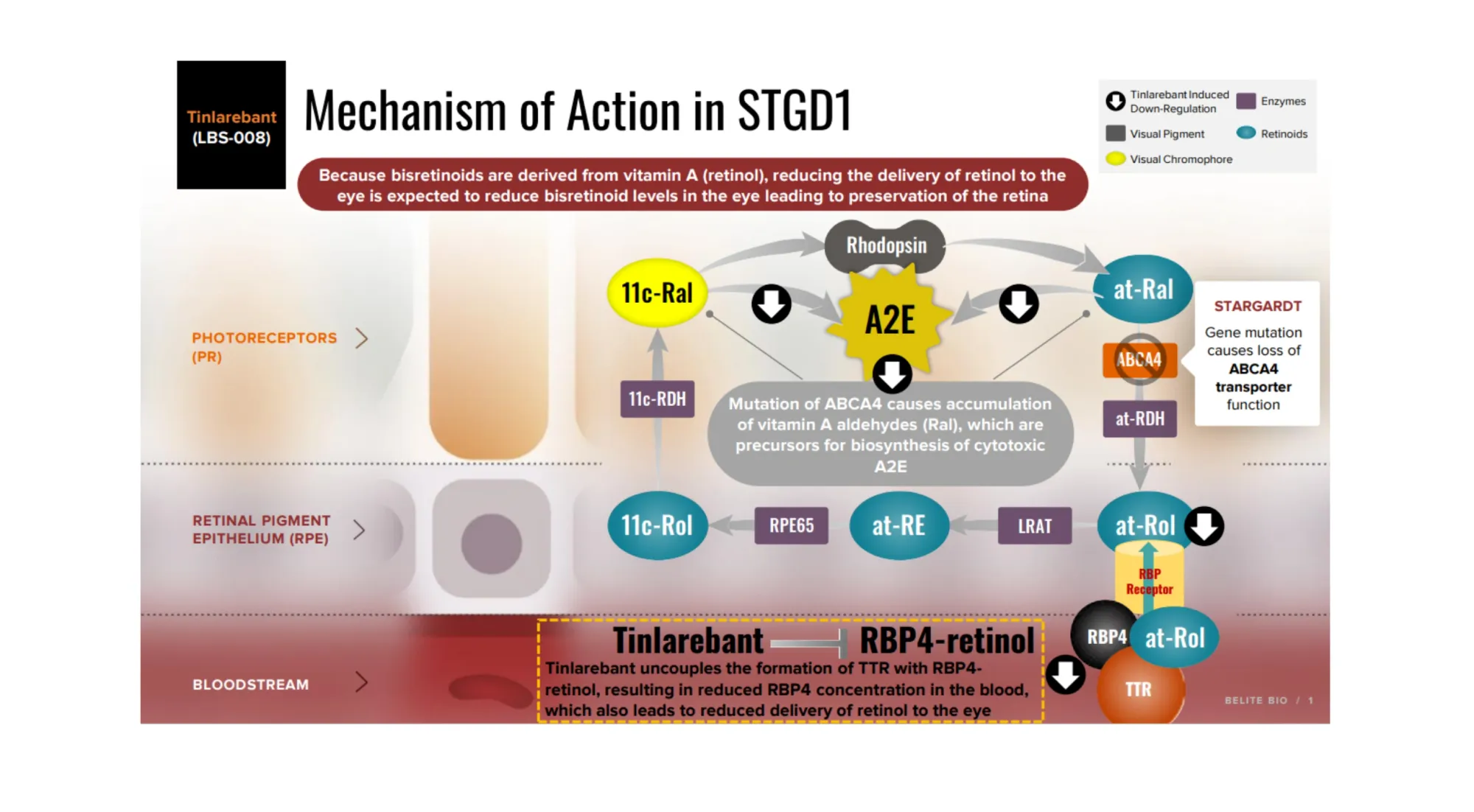 Canaccord Initiates Belite Bio at Buy With $303 Target on Stargardt Therapy