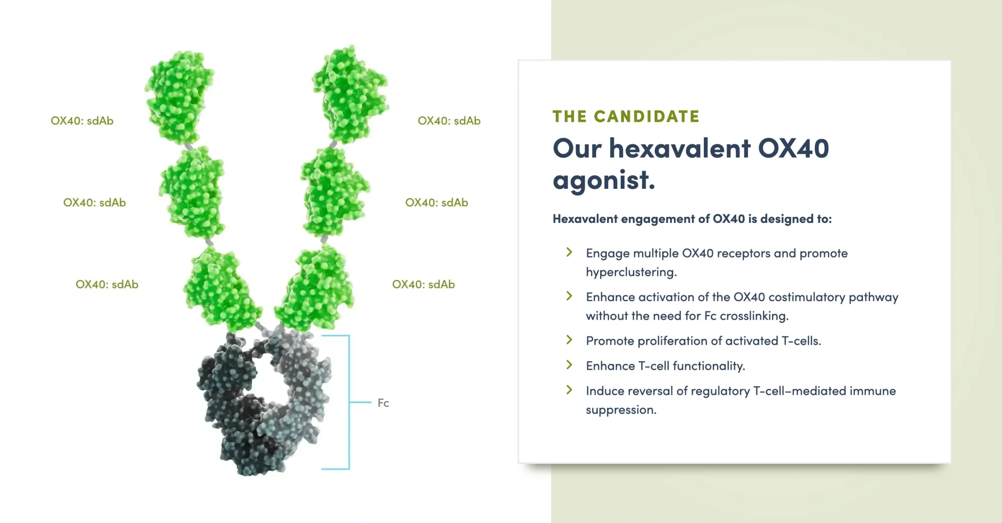 Inhibrx’s OX40 Combo Nearly Doubles Responses — Investors Focused on the HPV Catch