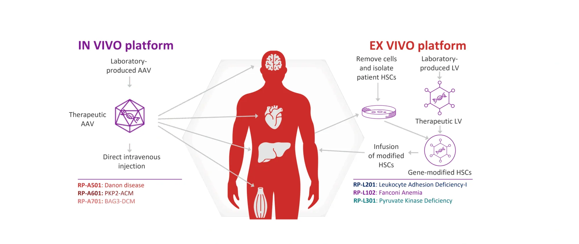 Needham Upgrades Rocket Pharmaceuticals After FDA Clears Path for Danon Gene Therapy Trial
