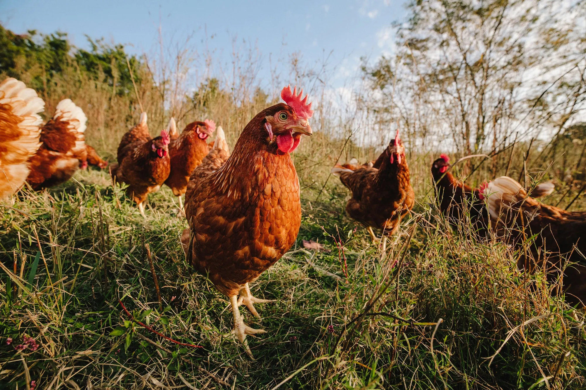 Vital Farms Weighs Sale or Take-Private After 80% Stock Drop