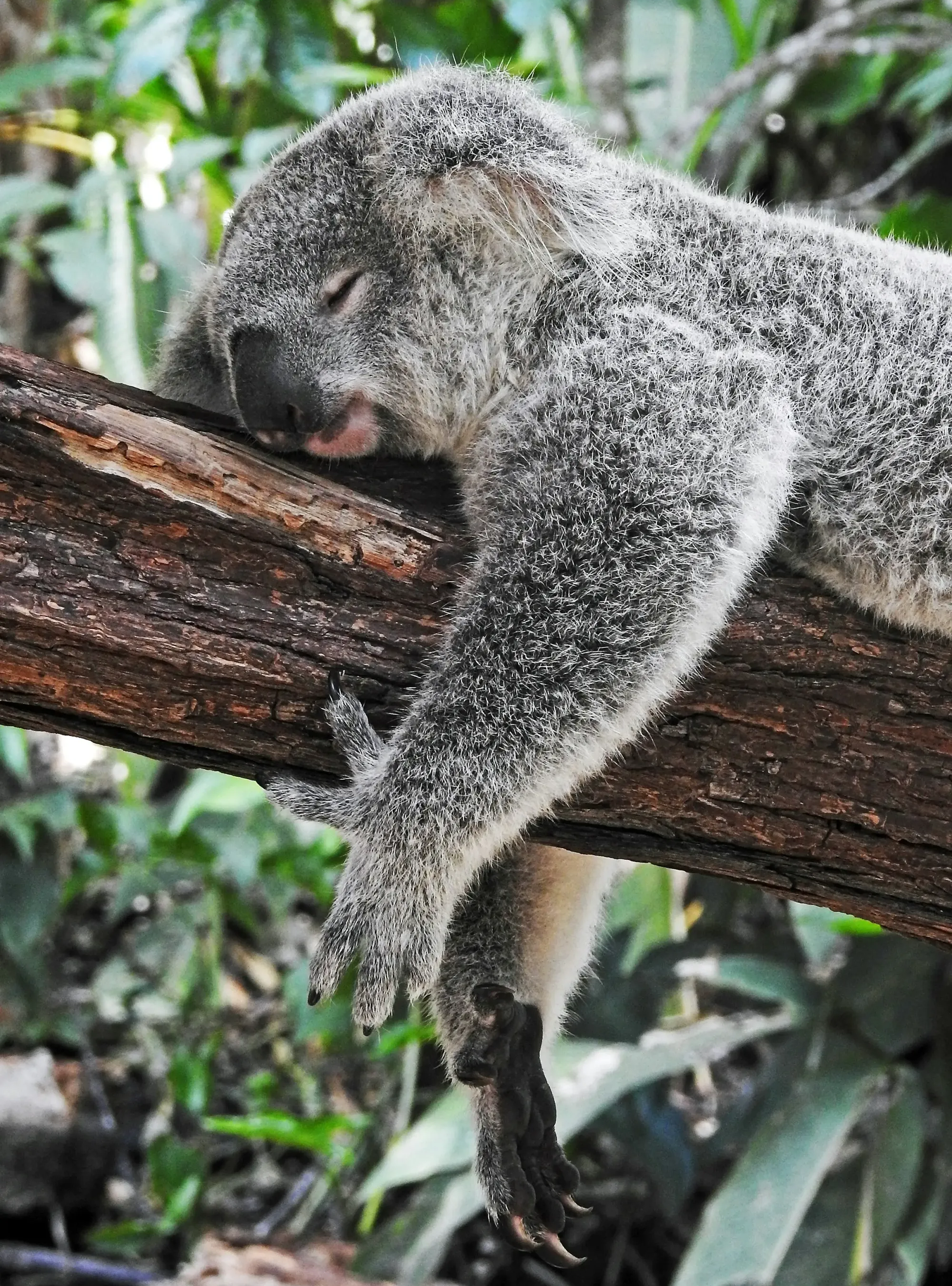 HETLIOZ Meets Phase III Endpoint in Delayed Sleep-Wake Phase Disorder; Vanda Plans FDA Filing