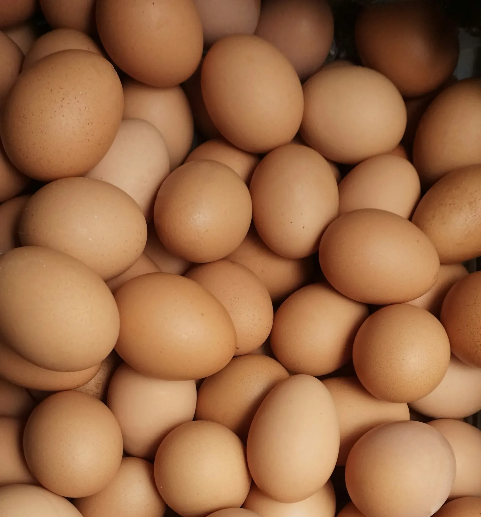 Cal-Maine Misses Estimates as Conventional Egg Prices Collapse
