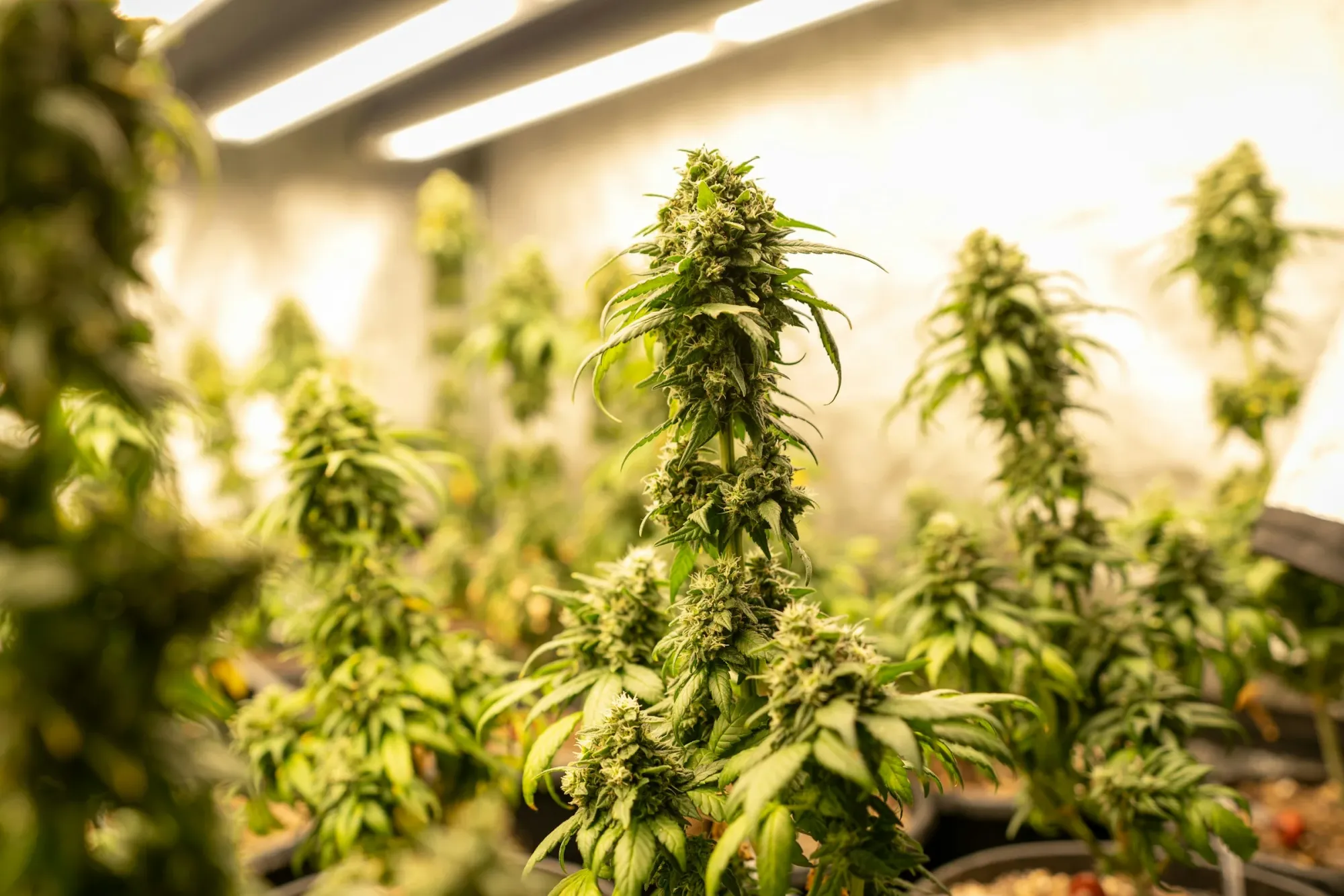 Tilray Posts Record Revenue, but Cannabis Weakness and a Miss Sink the Stock