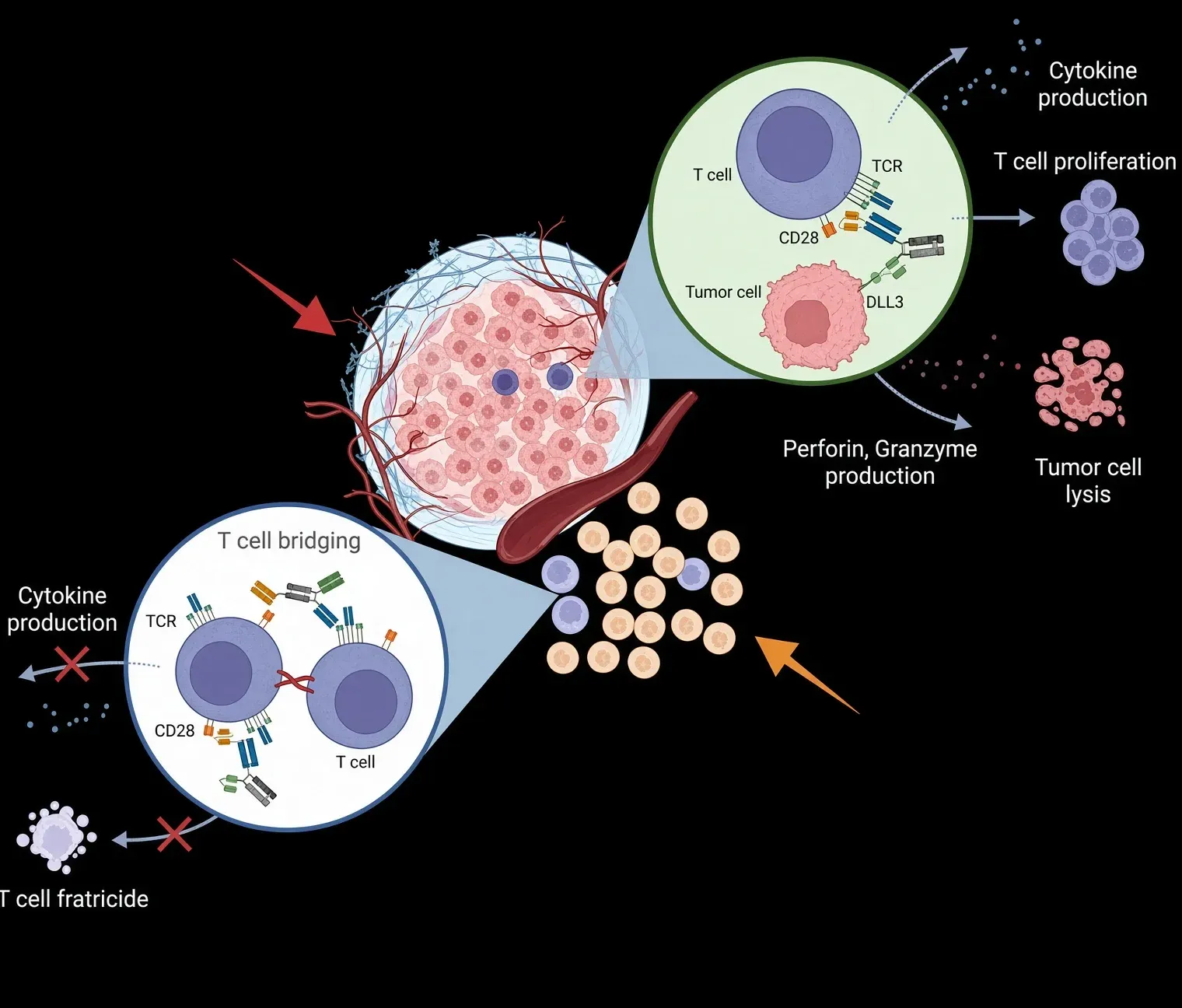 Roche and Zymeworks Strike $55M Deal on Trispecific Challenger to Amgen’s Imdelltra