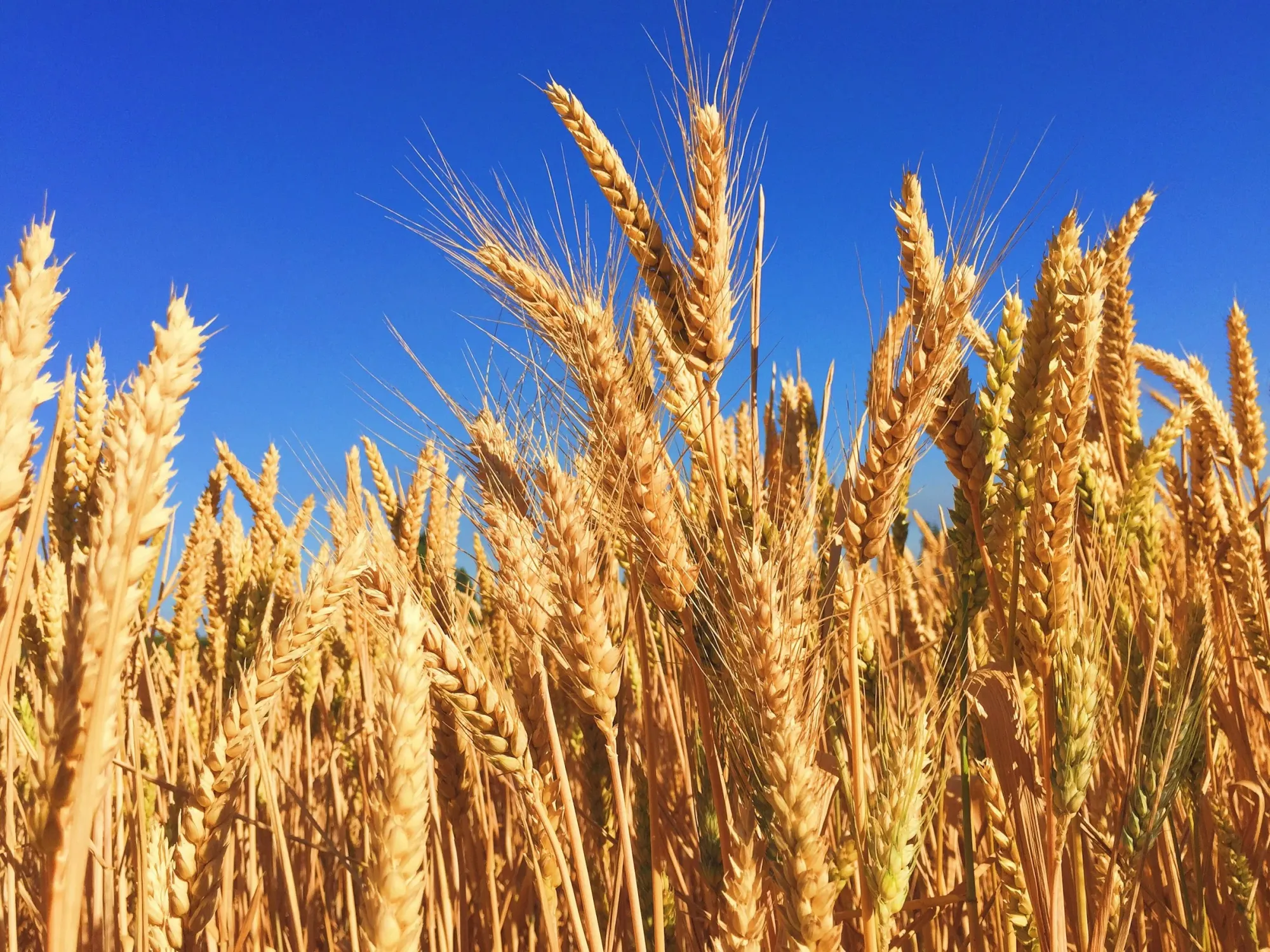 First Tracks Reports Positive Early Trial Results for Celiac Drug ANB033