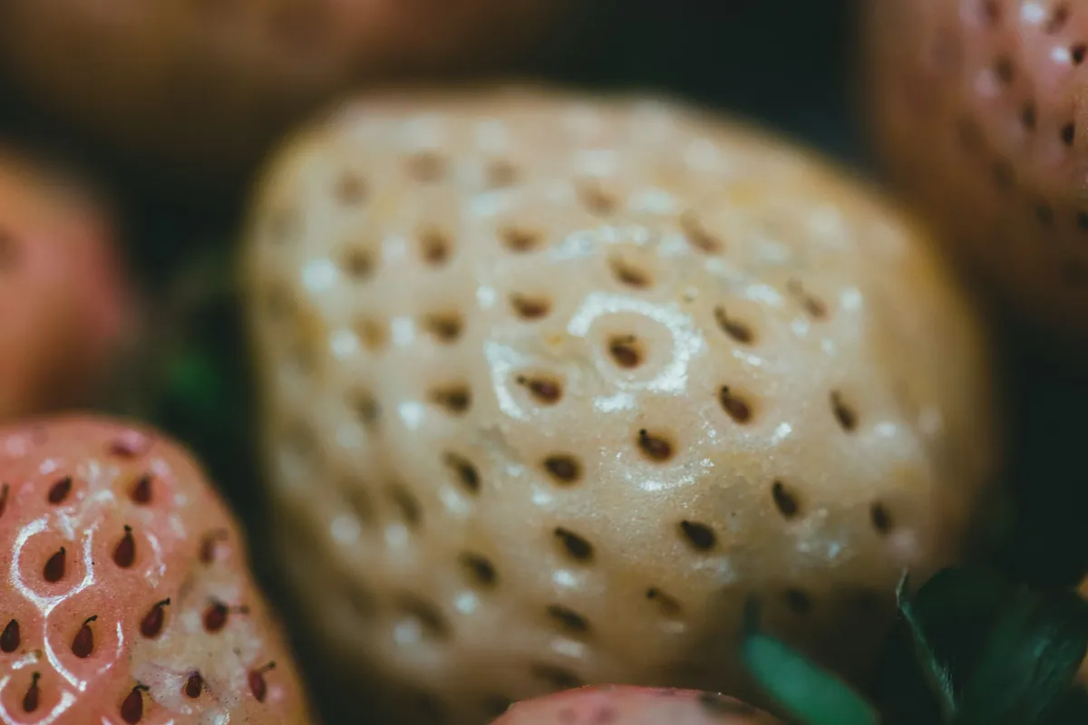 FDA Greenlights RAPT's Next-Gen Food Allergy Treatment Trial