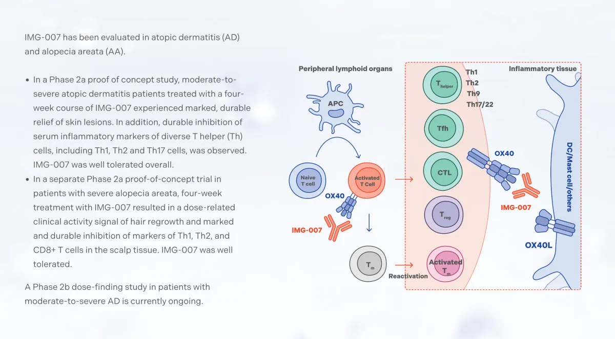 ImageneBio Stock: Why Analysts See 150% Upside Despite Competitor Setbacks