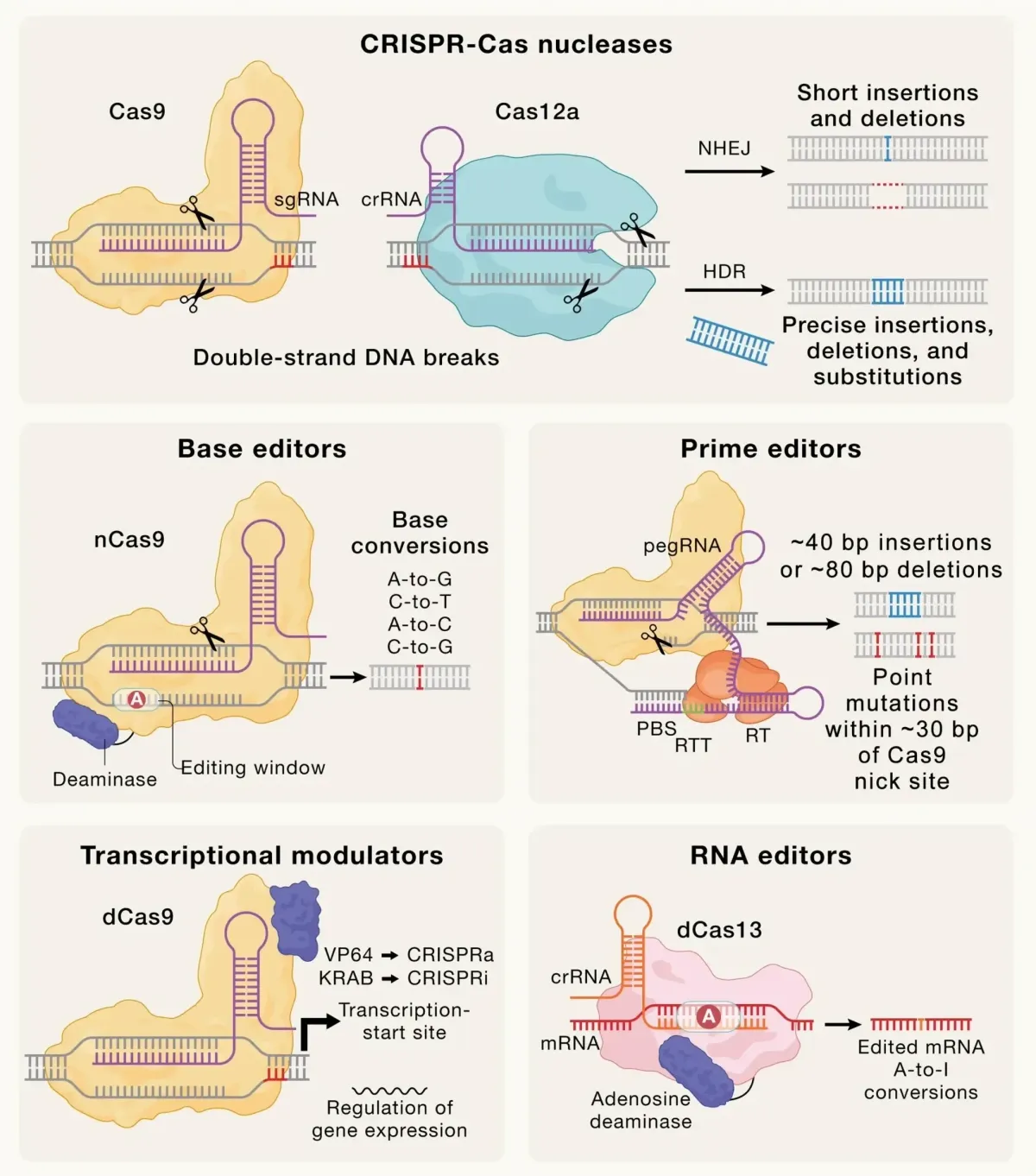FDA’s New Fast-Track Plan for Custom Gene Editing Could Transform Rare Disease Treatments