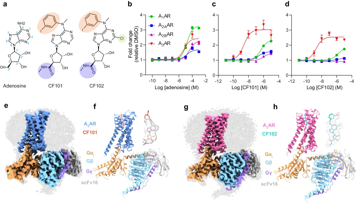 Can-Fite Secures Brazilian Patent for Sexual Dysfunction Treatment