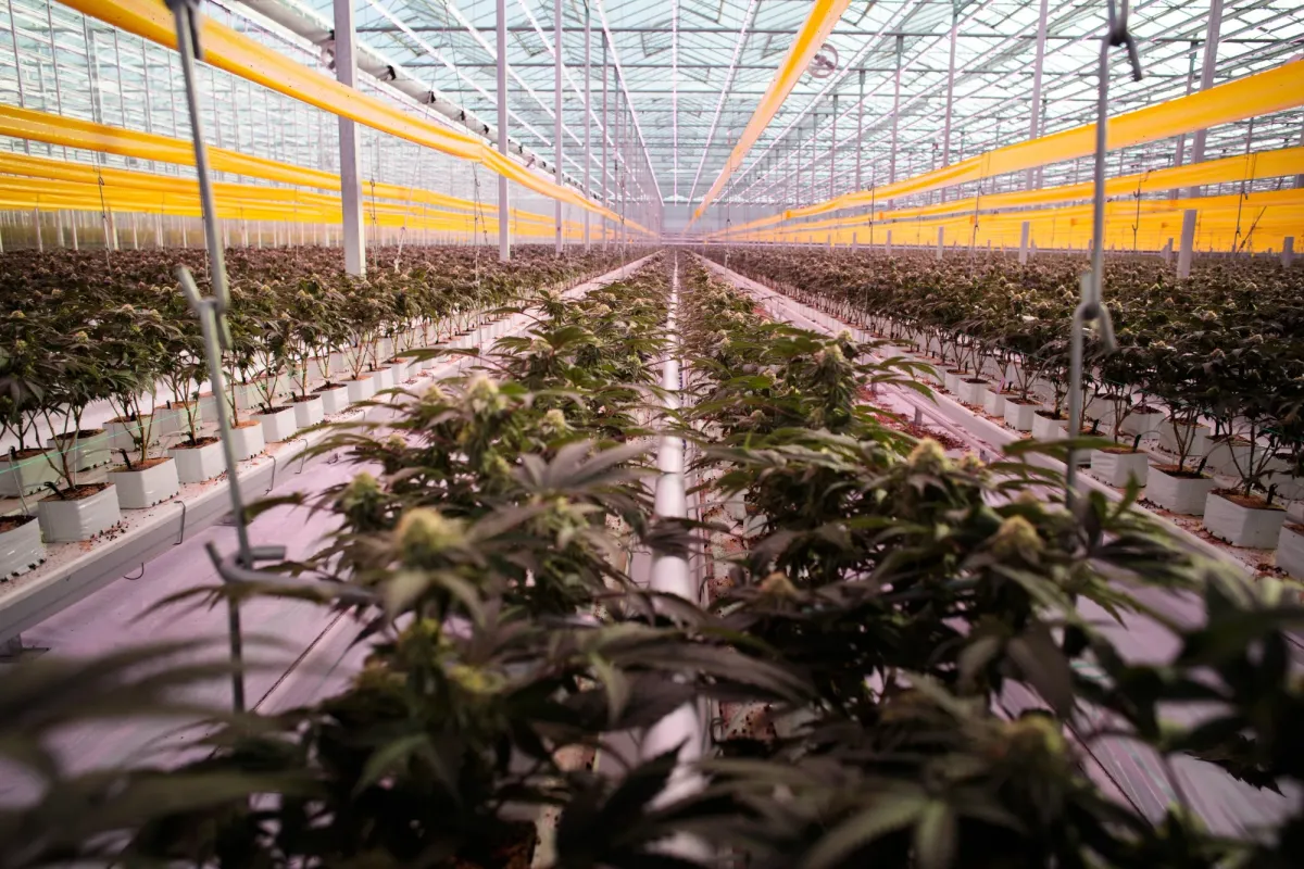 Tilray Brands Reports Narrower Q2 Loss Despite Mixed Sales Performance