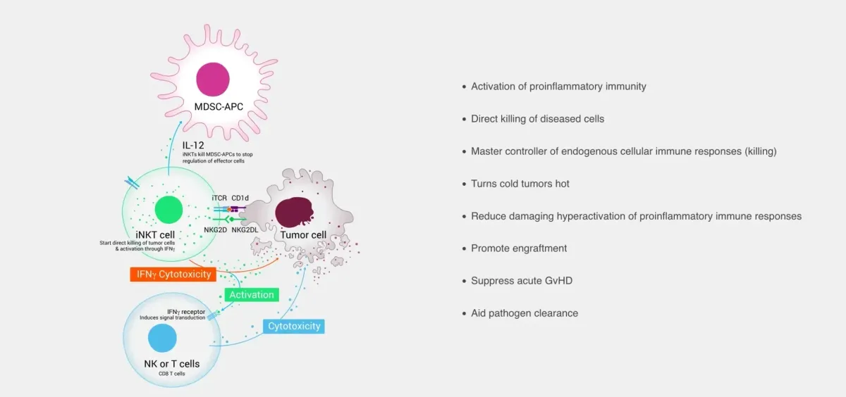 C-Further Selects MiNK’s iNKT Platform for First Pediatric Oncology Partnership