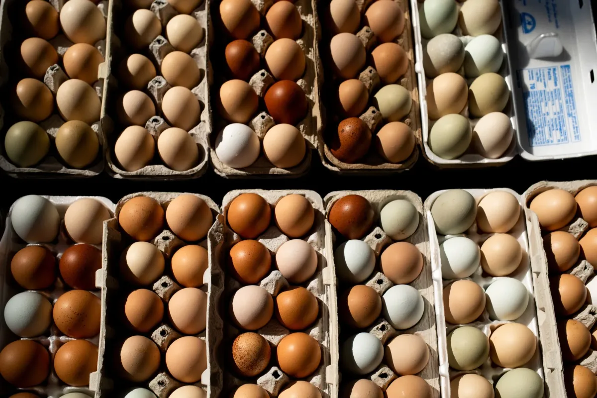DOJ Prepares Antitrust Lawsuit Against Big Egg Producers Over Price Coordination