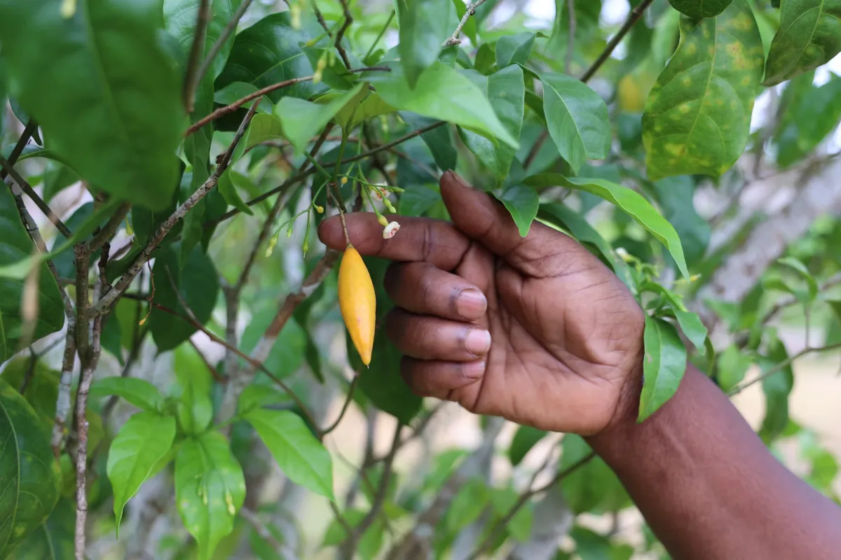 Trump to Launch Federal Research on Psychedelic Drug Ibogaine for PTSD