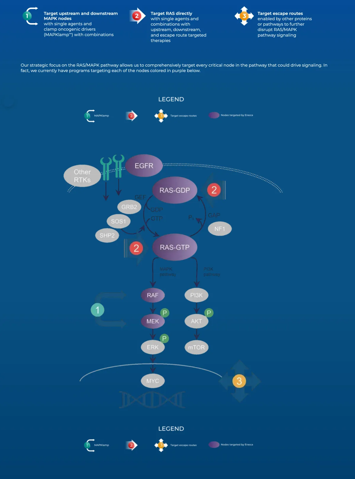 Erasca Stock Crashes on Patient Death — But Analysts Call the Selloff Overdone