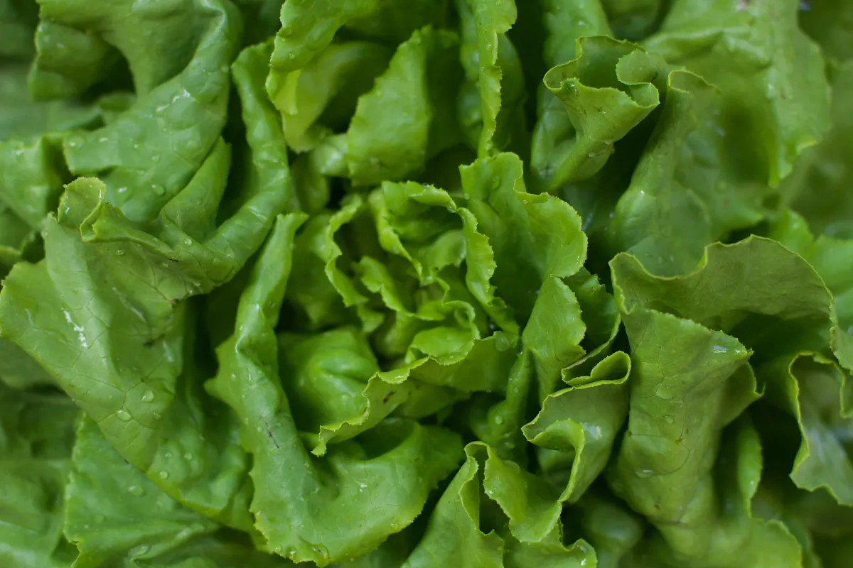 Taco Bell Traffic Sinks After Lettuce Tied to Cyclospora Parasite Outbreak