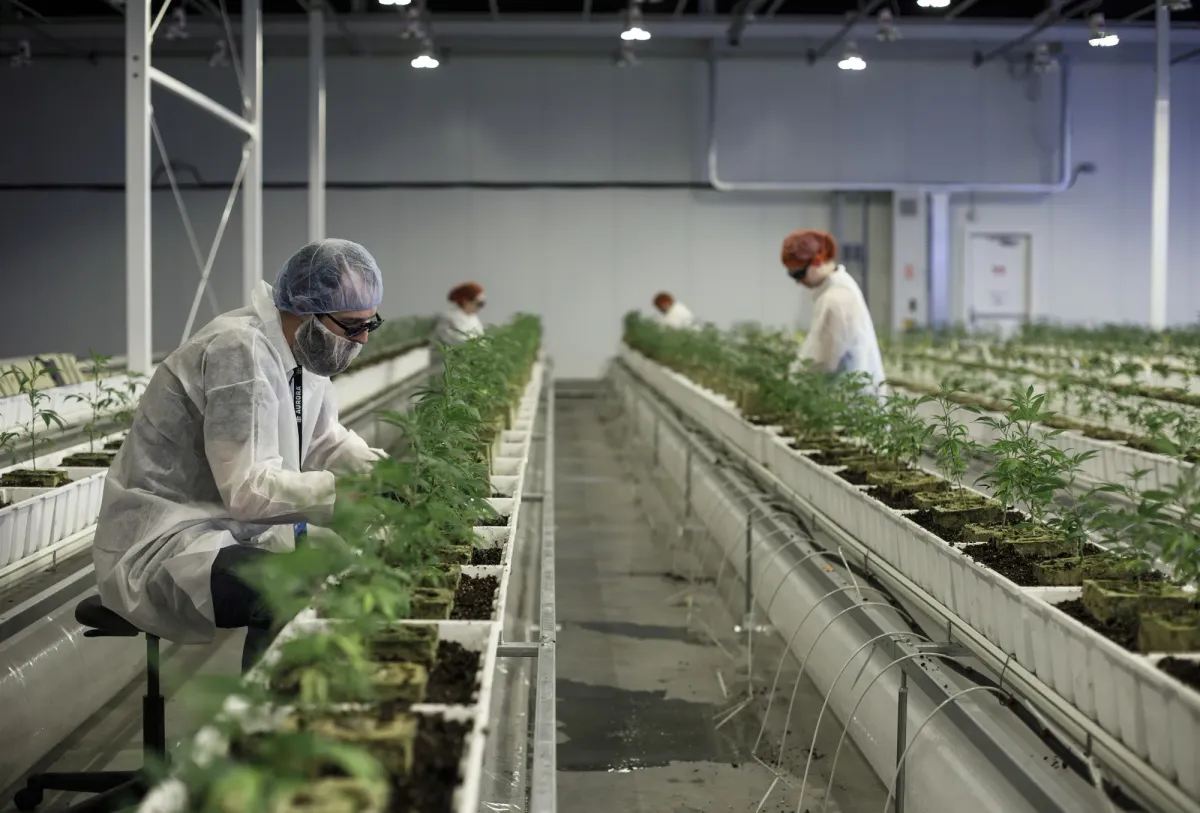 Curaleaf Plans Hostile Takeover Bid for Aurora Cannabis After Board Rejects Talks