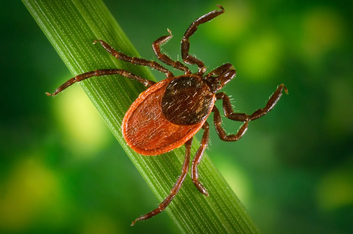 Valneva’s Lyme Disease Vaccine Candidate Clears Key EMA Hurdle