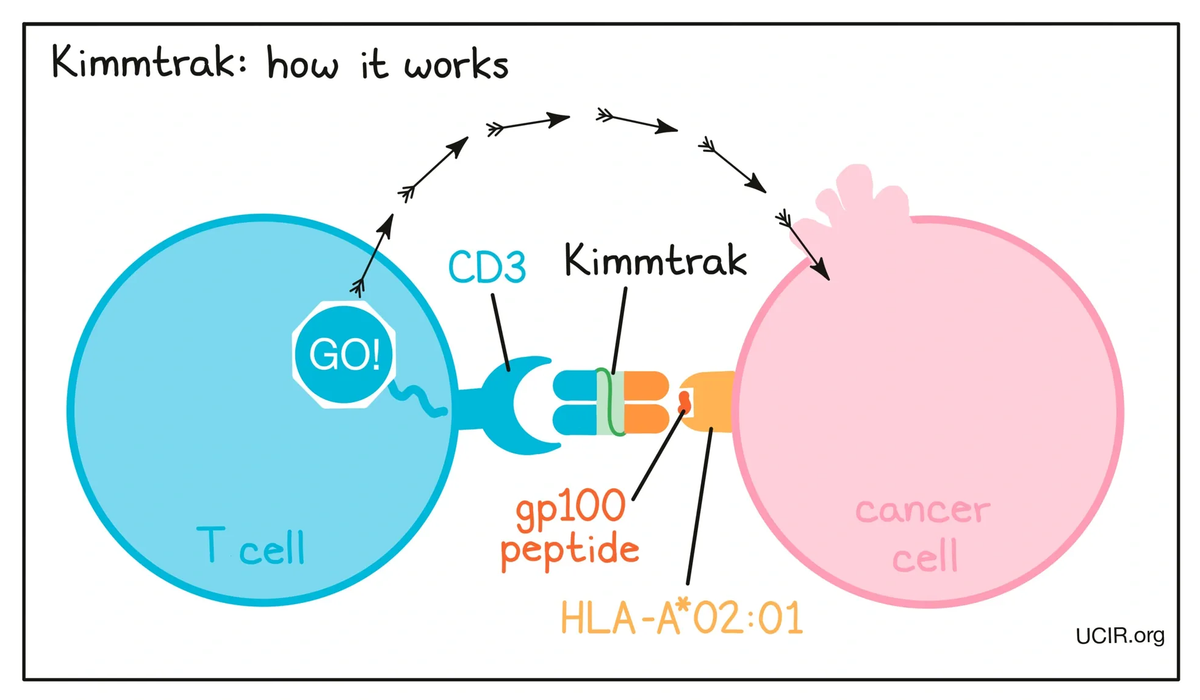 Immunocore’s Kimmtrak Anchors Growth as Pipeline Eyes Bigger Markets