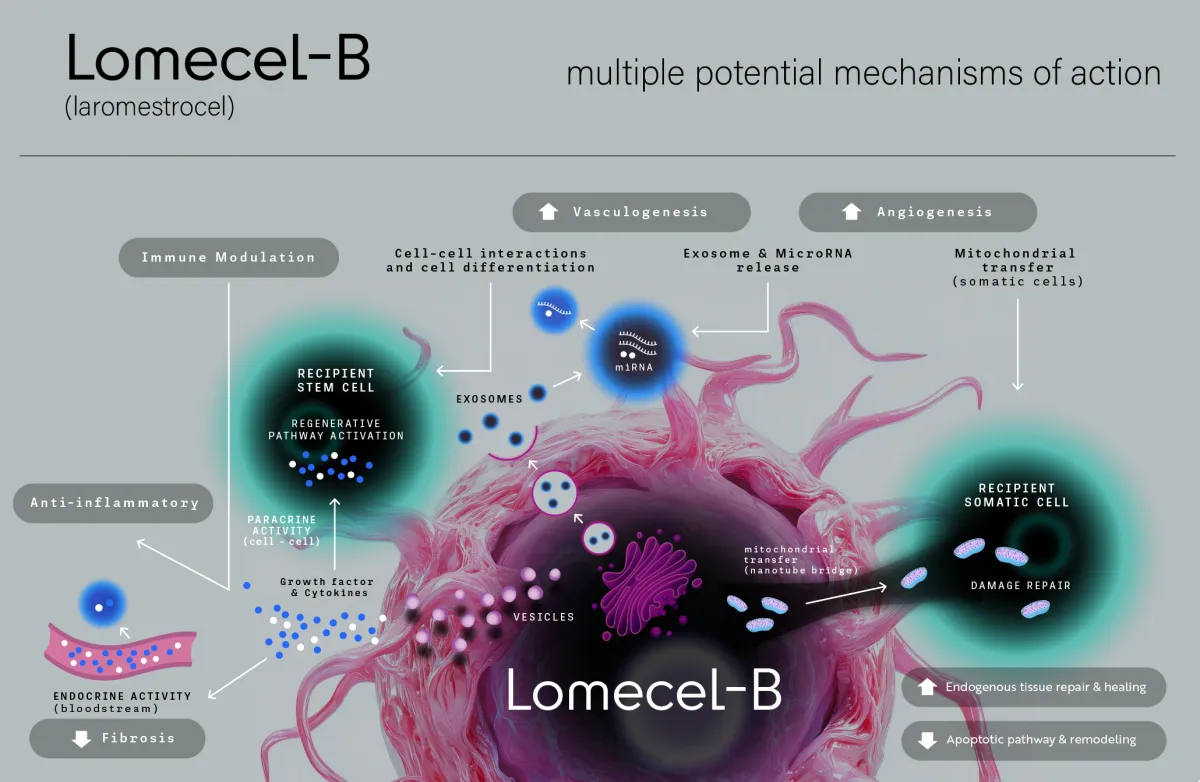 Longeveron to Explore All Options After Phase 2b Failure in Rare Pediatric Heart Condition