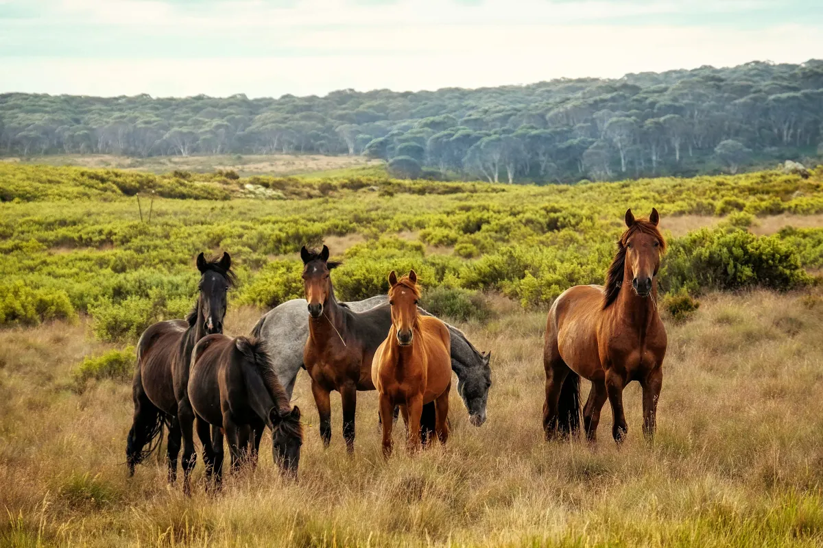 FDA Warns Neogen After Contaminated ‘Sterile’ Horse Product Linked to Dozens of Deaths