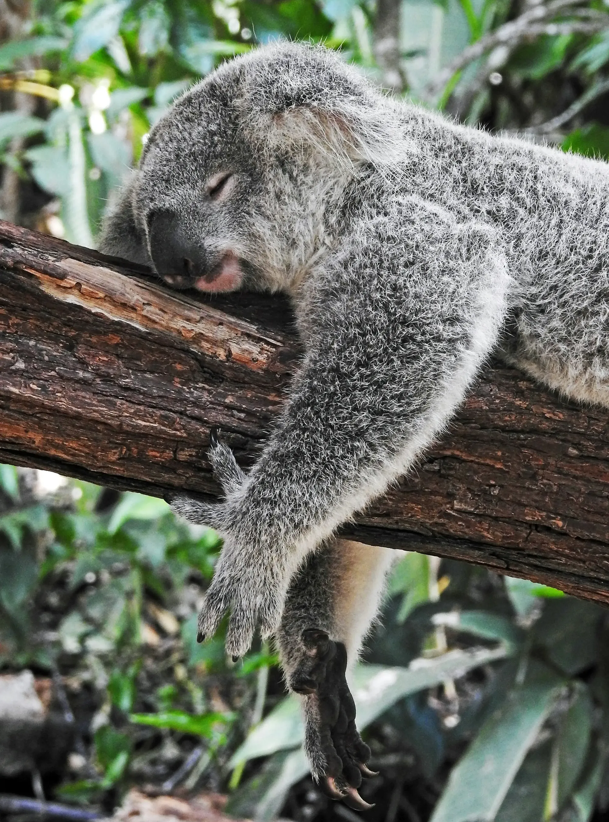 HETLIOZ Meets Phase III Endpoint in Delayed Sleep-Wake Phase Disorder; Vanda Plans FDA Filing