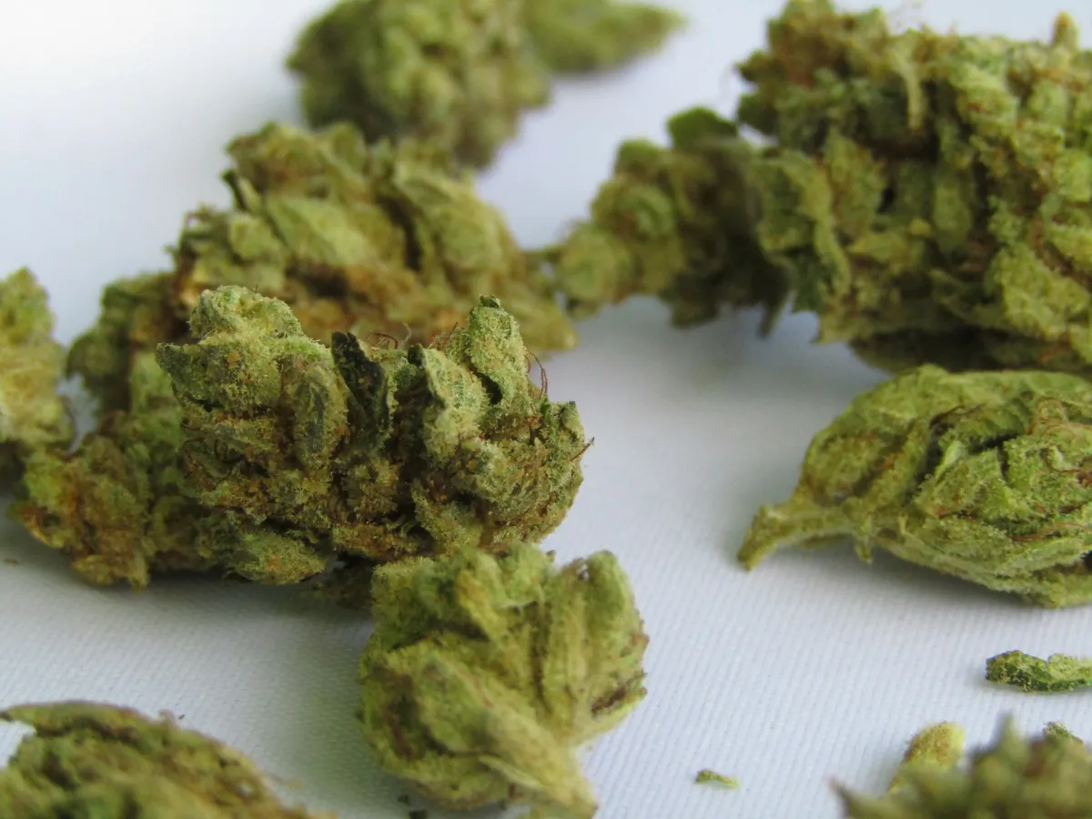 DEA Judge Pauses Broader Marijuana Rescheduling — Cannabis Stocks Slide